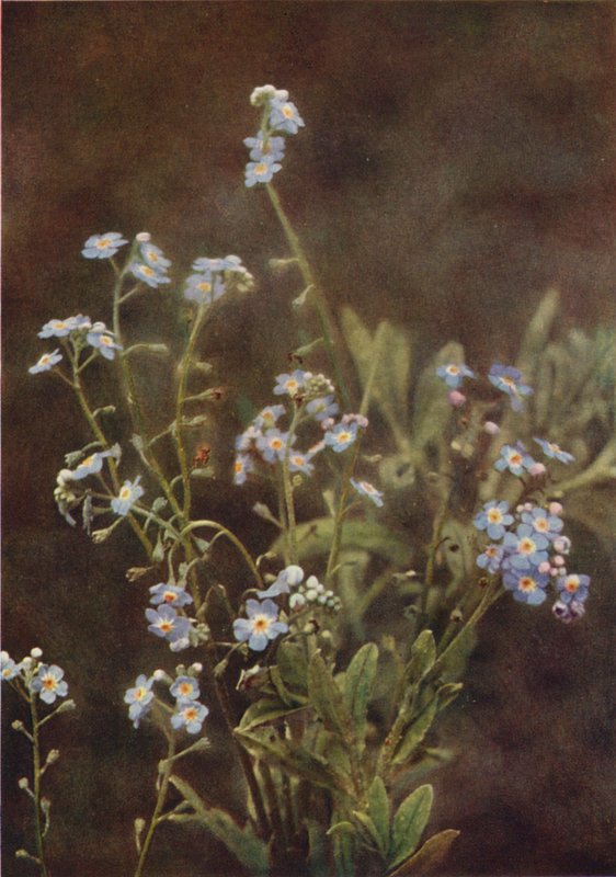 Flores silvestres: Miosótis (foto colorida) de Charles Essenhigh Corke