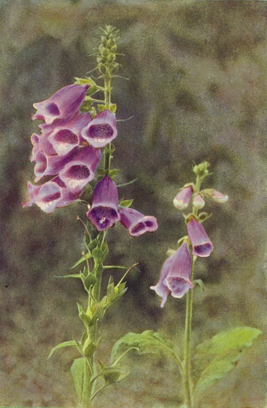 Flores silvestres: Dedaleira (foto colorida) de Charles Essenhigh Corke