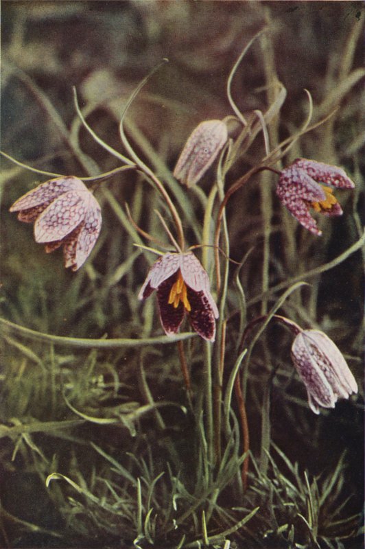 Flores silvestres: Fritillary (foto a cores) de Charles Essenhigh Corke