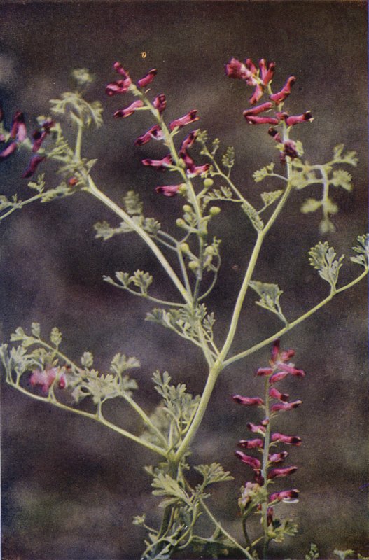 Flores silvestres: Fumitory (foto colorida) de Charles Essenhigh Corke