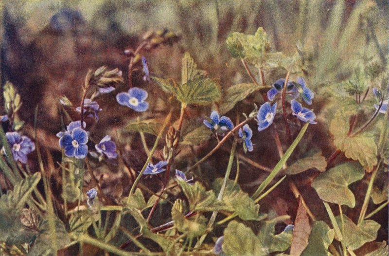 Flores silvestres: Germander Speedwell (foto colorida) de Charles Essenhigh Corke