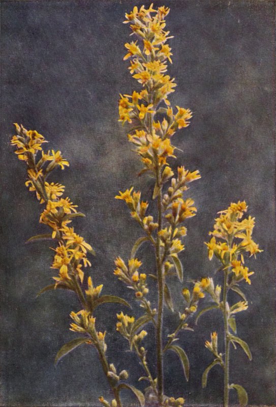 Flores silvestres: Golden Rod (foto colorida) de Charles Essenhigh Corke