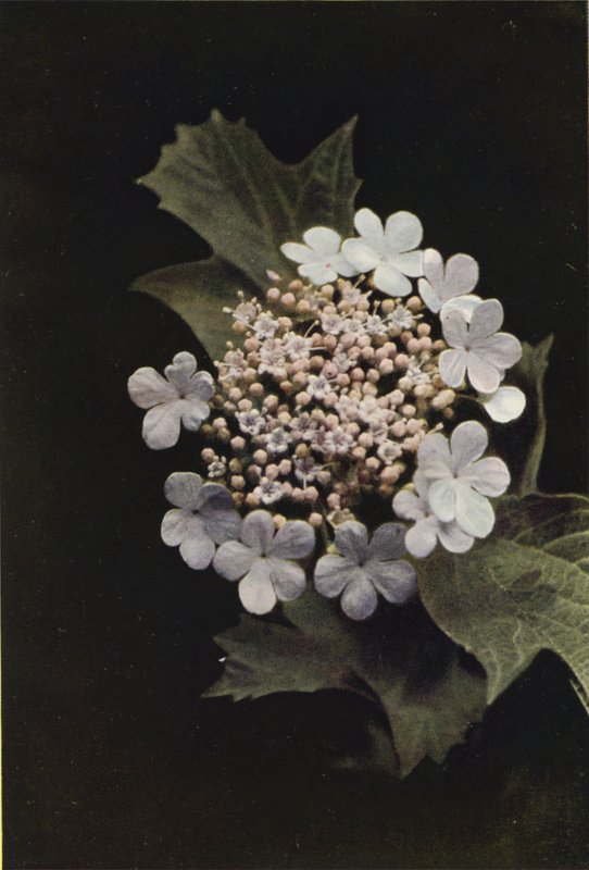 Flores silvestres: Rosa Guelder (foto colorida) de Charles Essenhigh Corke