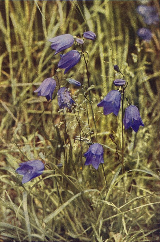 Flores silvestres: Hairbell (foto colorida) de Charles Essenhigh Corke