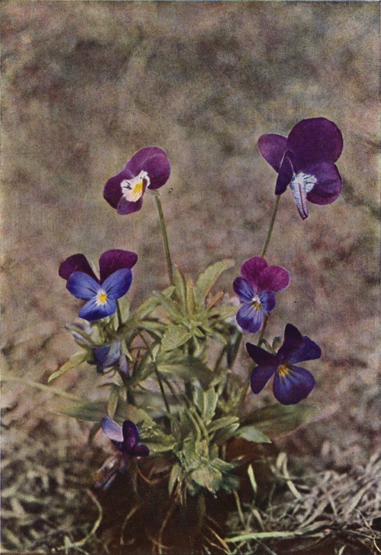 Flores silvestres: Heartsease (foto colorida) de Charles Essenhigh Corke