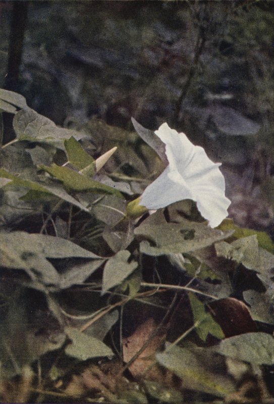 Flores silvestres: Hedge Convolvulus (foto a cores) de Charles Essenhigh Corke