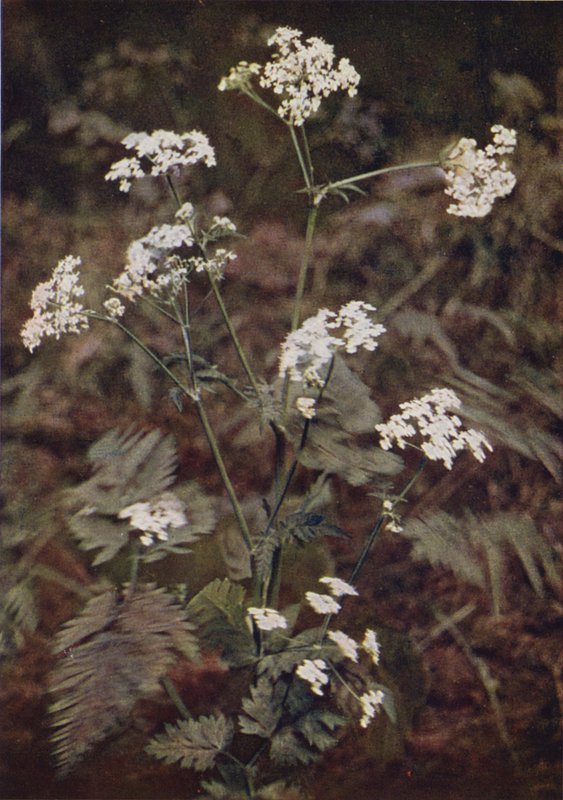 Flores silvestres: Hedge Salsa (foto colorida) de Charles Essenhigh Corke