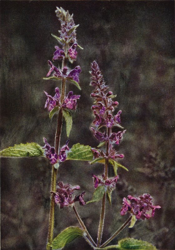 Flores silvestres: Hedge Stachys (foto colorida) de Charles Essenhigh Corke