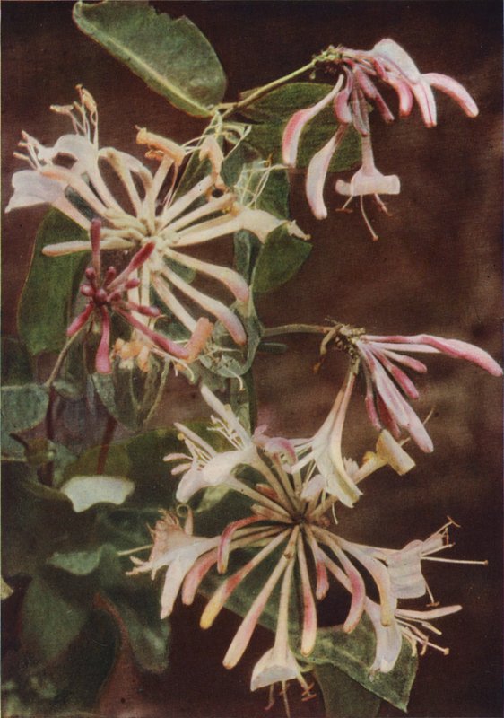 Flores silvestres: Madressilva (foto a cores) de Charles Essenhigh Corke
