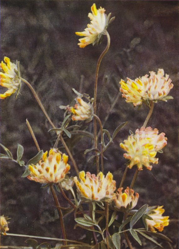 Flores silvestres: Kidney Vetch (foto a cores) de Charles Essenhigh Corke