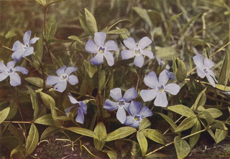 Flores silvestres: Lesser Periwinkle (foto a cores) de Charles Essenhigh Corke