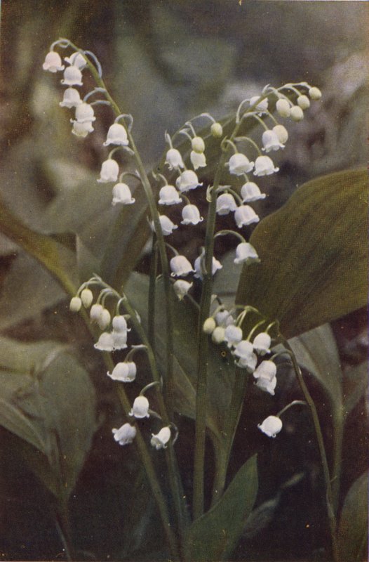 Flores silvestres: Lírio do Vale (foto colorida) de Charles Essenhigh Corke
