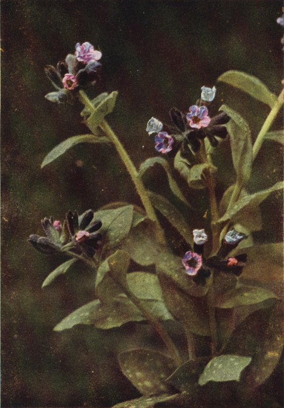 Flores silvestres: Mosto pulmonar (foto a cores) de Charles Essenhigh Corke