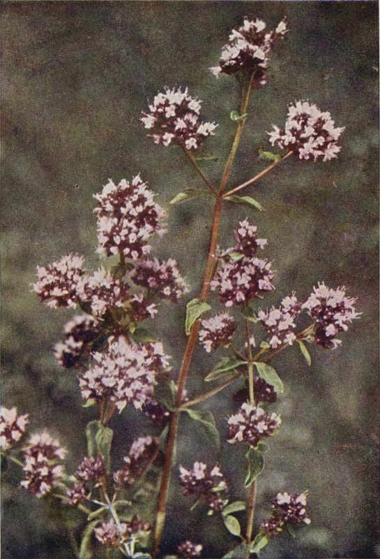 Flores silvestres: Manjerona (foto a cores) de Charles Essenhigh Corke