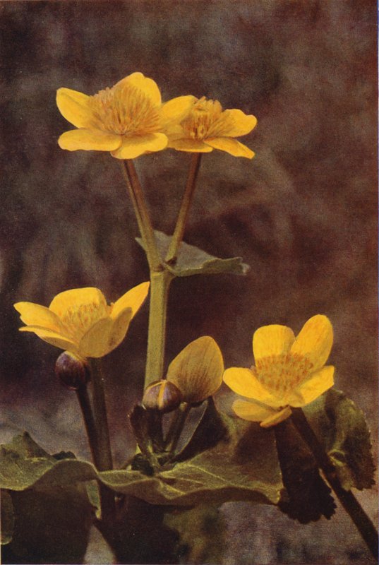 Flores silvestres: Marsh Marigold (foto colorida) de Charles Essenhigh Corke