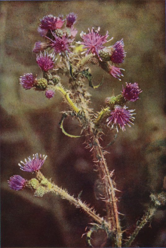 Flores silvestres: Marsh Thistle (foto colorida) de Charles Essenhigh Corke