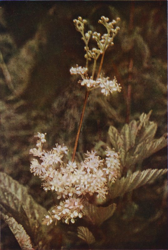 Flores silvestres: Meadow-Sweet (foto a cores) de Charles Essenhigh Corke