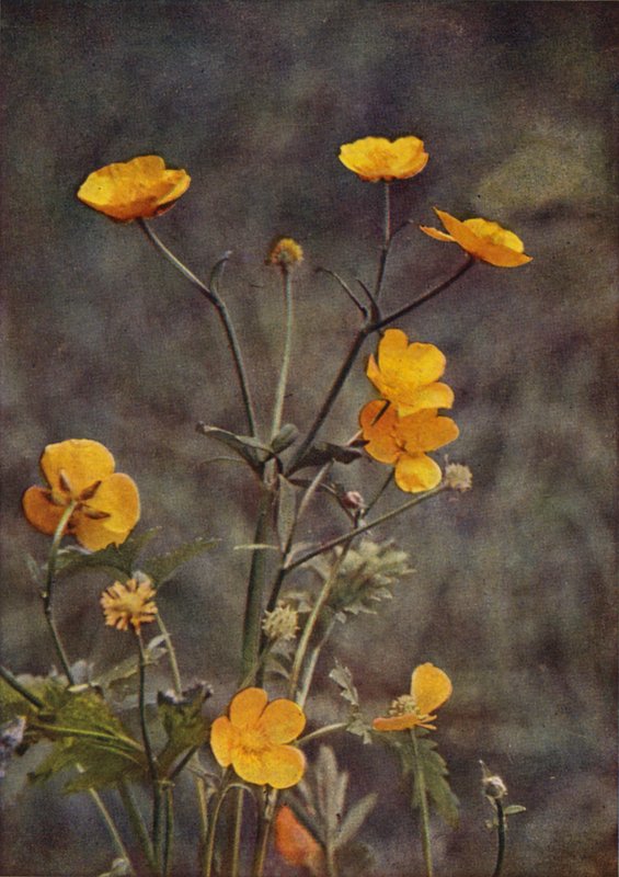 Flores silvestres: Meadow Buttercup (foto colorida) de Charles Essenhigh Corke