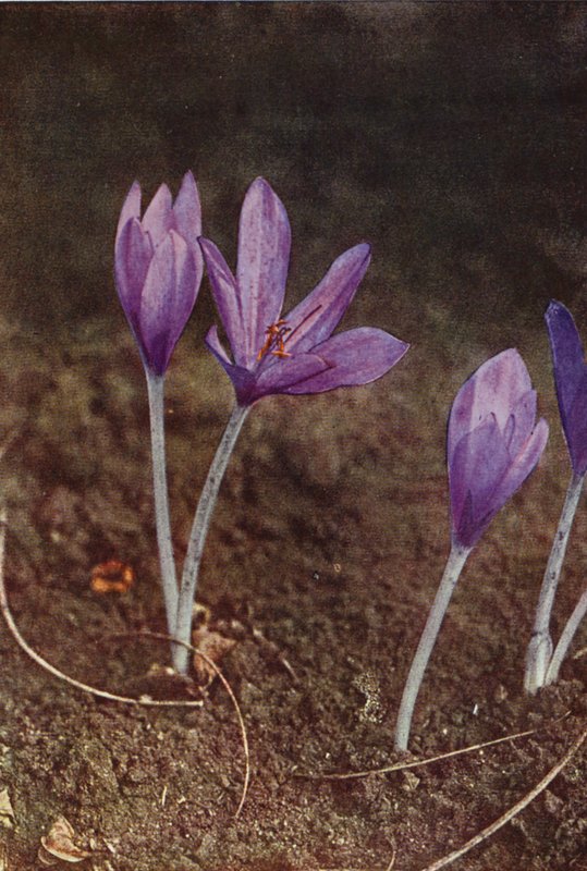 Flores silvestres: Meadow Saffron (foto colorida) de Charles Essenhigh Corke