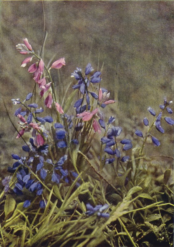Flores silvestres: Milkwort (foto colorida) de Charles Essenhigh Corke