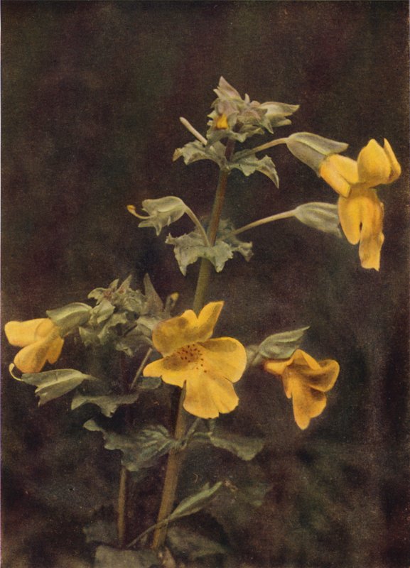 Flores silvestres: Flor de macaco (foto a cores) de Charles Essenhigh Corke