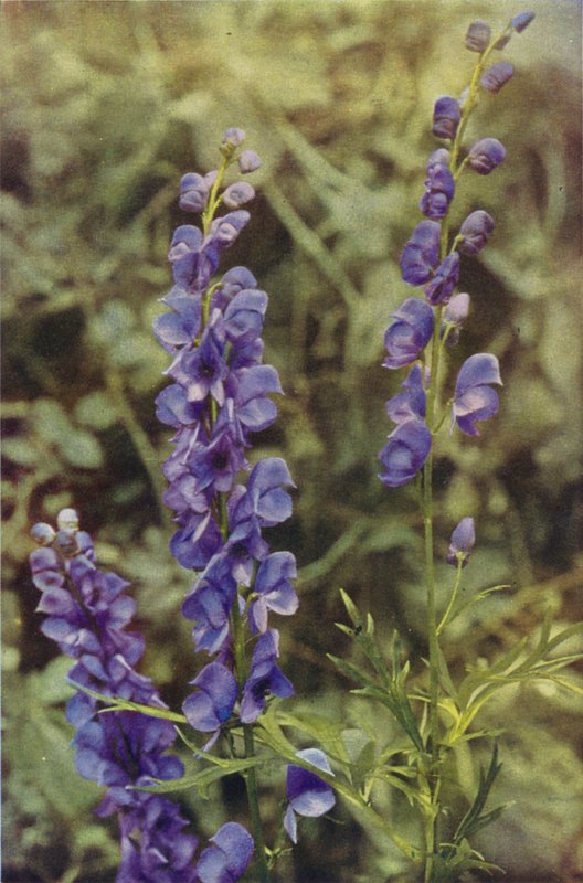 Flores silvestres: Monkshood (foto a cores) de Charles Essenhigh Corke