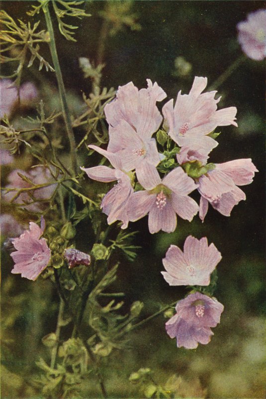 Flores silvestres: Malva almiscareira (foto a cores) de Charles Essenhigh Corke