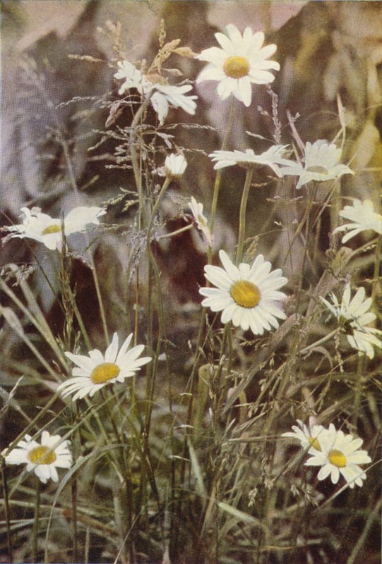 Flores silvestres: Ox-Eye Daisy (foto colorida) de Charles Essenhigh Corke