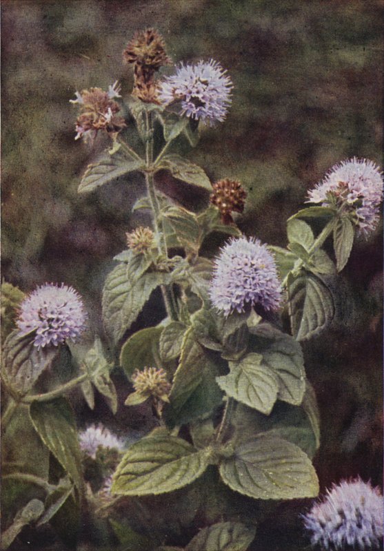 Flores silvestres: Pimenta-Menta (foto a cores) de Charles Essenhigh Corke