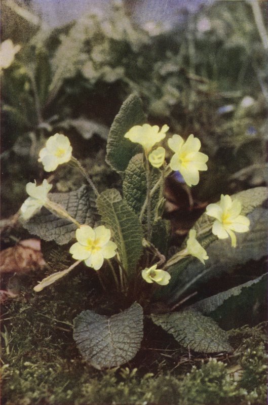 Flores silvestres: Prímula (foto a cores) de Charles Essenhigh Corke