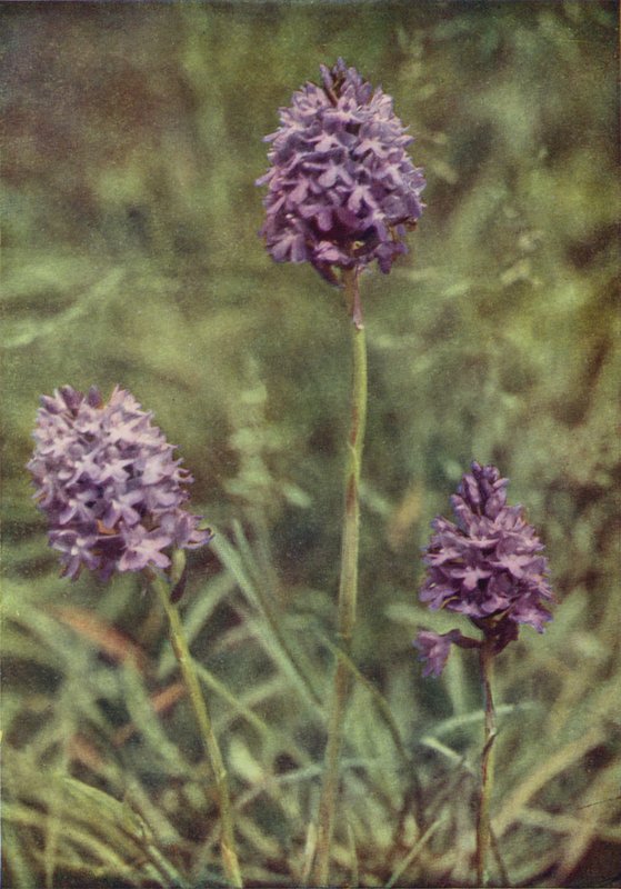 Flores silvestres: Orquídea em pirâmide (foto a cores) de Charles Essenhigh Corke