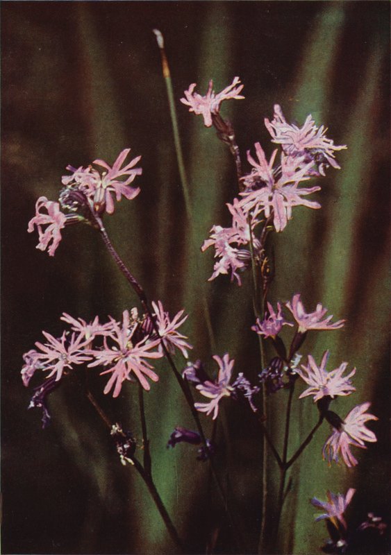Flores silvestres: Ragged Robin (foto colorida) de Charles Essenhigh Corke