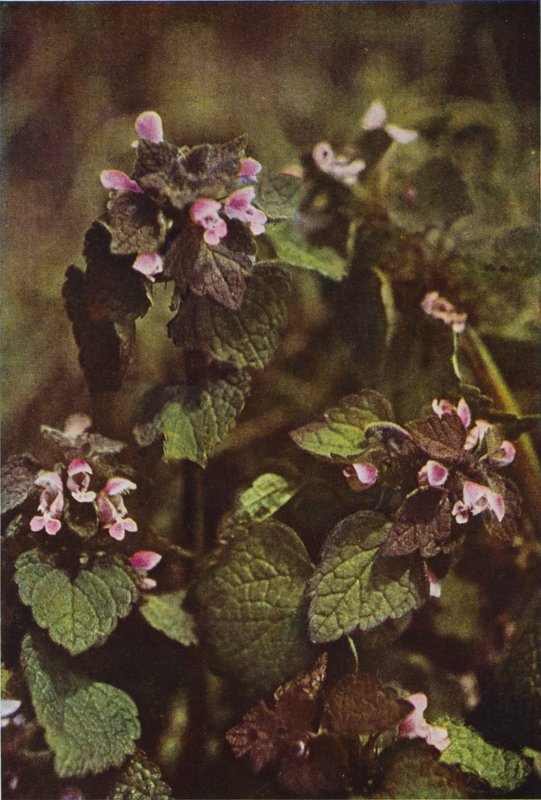Flores silvestres: Urtiga morta vermelha (foto a cores) de Charles Essenhigh Corke