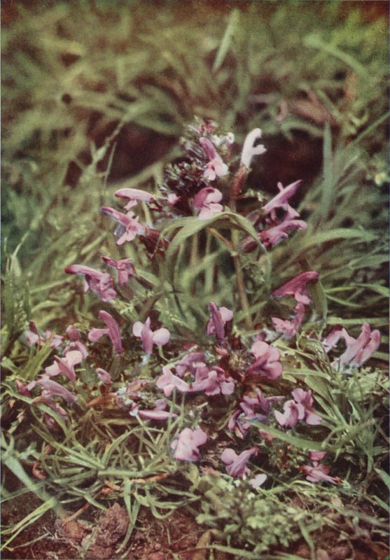Flores silvestres: Rattle Vermelho (foto a cores) de Charles Essenhigh Corke