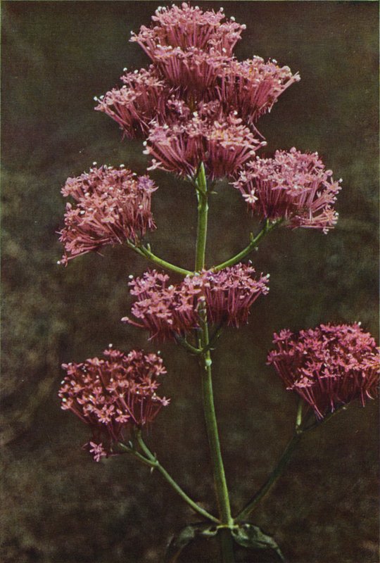 Flores silvestres: Valeriana vermelha (foto a cores) de Charles Essenhigh Corke