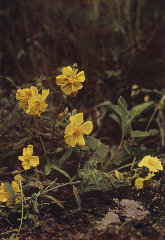 Flores silvestres: Rosa da rocha (foto a cores) de Charles Essenhigh Corke
