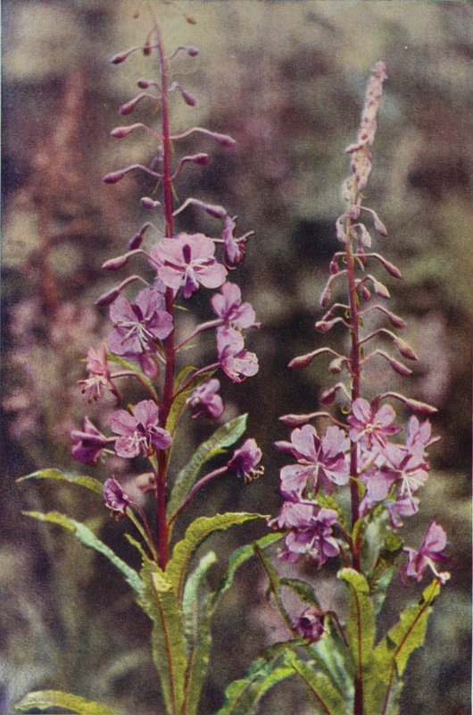 Flores silvestres: Rose-Bay Willow Herb (foto colorida) de Charles Essenhigh Corke