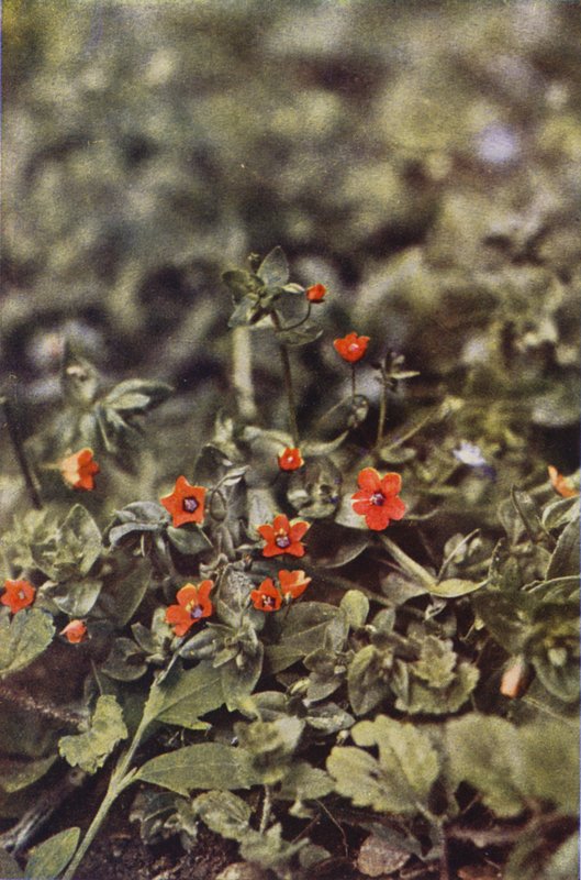 Flores silvestres: Pimpinela escarlate (foto a cores) de Charles Essenhigh Corke