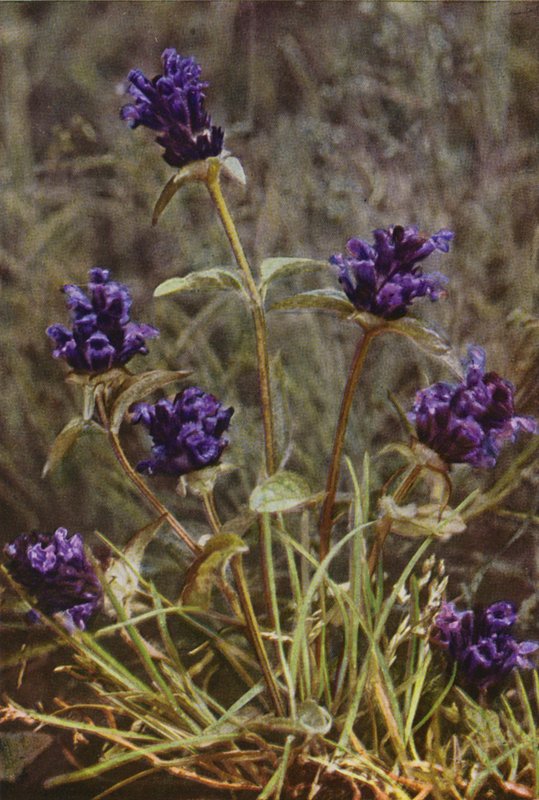 Flores silvestres: Self-Heal (foto colorida) de Charles Essenhigh Corke