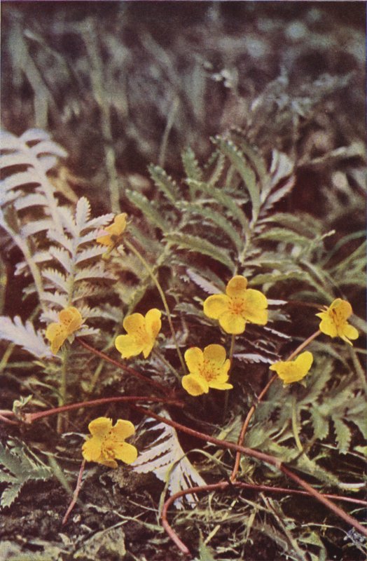 Flores silvestres: Silverweed (foto a cores) de Charles Essenhigh Corke