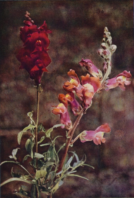 Flores silvestres: Snapdragon (foto colorida) de Charles Essenhigh Corke