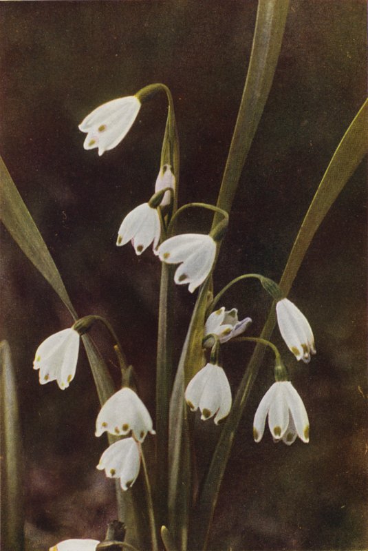 Flores silvestres: Floco de neve (foto a cores) de Charles Essenhigh Corke
