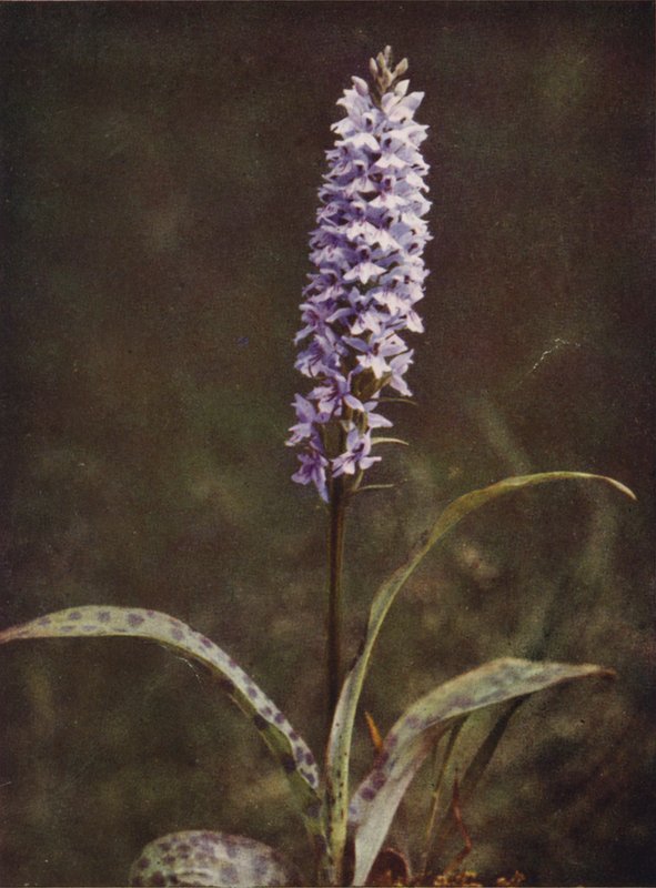 Flores silvestres: Orchis manchadas (foto a cores) de Charles Essenhigh Corke