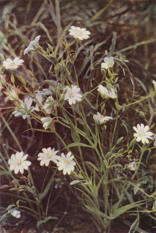 Flores silvestres: Stitchwort (foto a cores) de Charles Essenhigh Corke