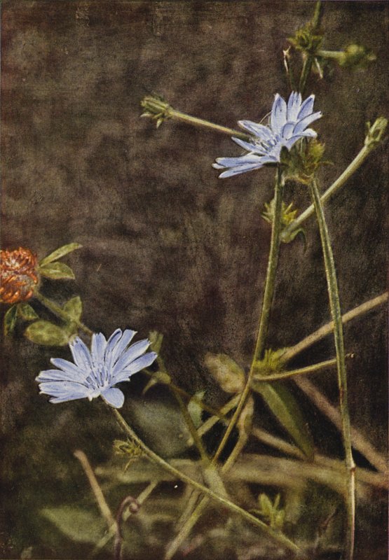 Flores silvestres: Succory (foto a cores) de Charles Essenhigh Corke