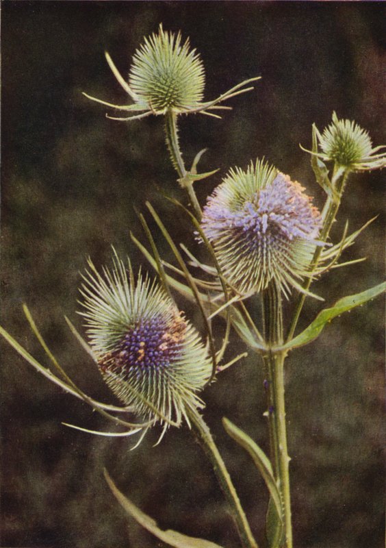 Flores silvestres: Carda (foto colorida) de Charles Essenhigh Corke