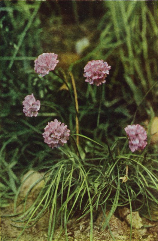 Flores silvestres: Thrift (foto colorida) de Charles Essenhigh Corke