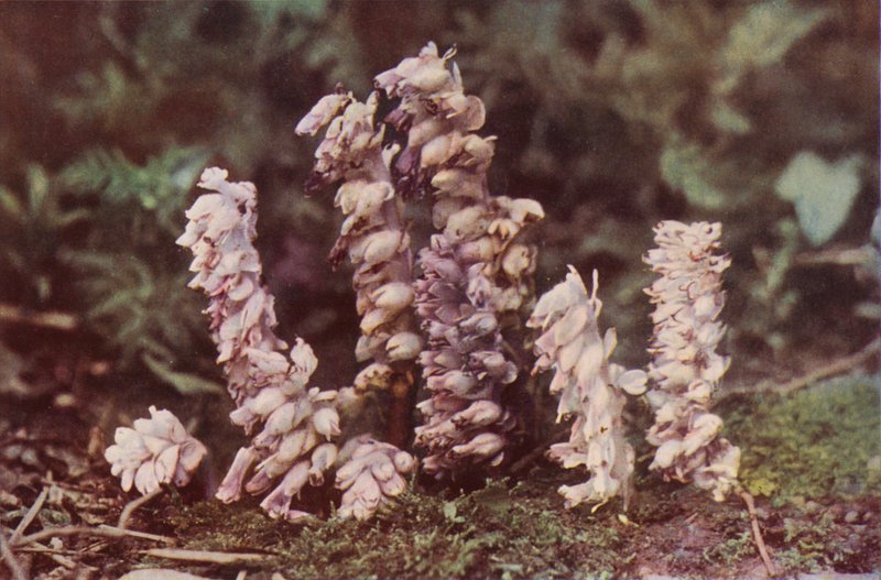 Flores silvestres: Toothwort (foto colorida) de Charles Essenhigh Corke