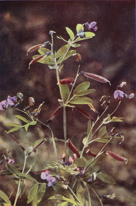 Flores silvestres: ervilha amarga tuberosa (foto colorida) de Charles Essenhigh Corke