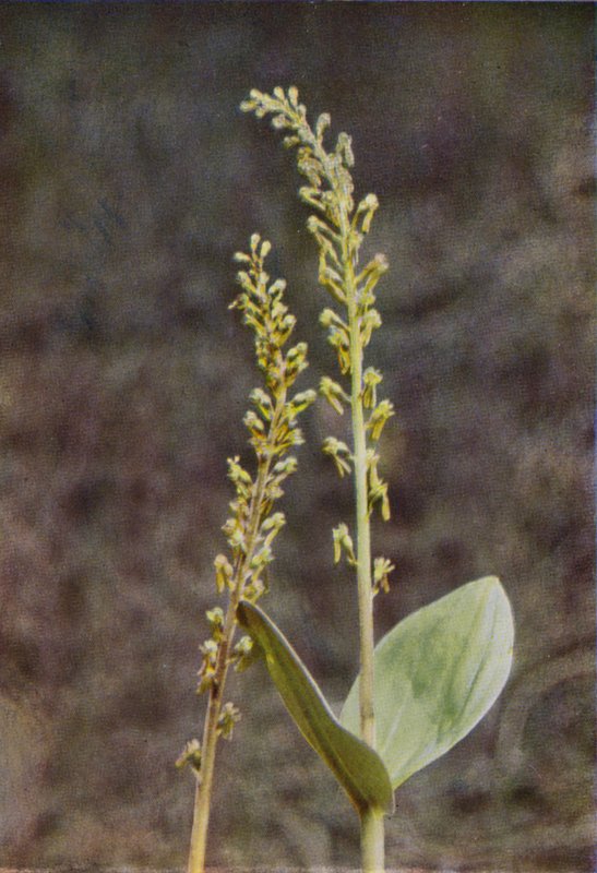 Flores silvestres: Lâmina de balanço (foto a cores) de Charles Essenhigh Corke